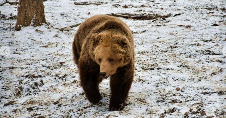 Ursii de la Gradina Zoologica din Targu Mures nu si-au vazut umbra. Traditia populara spune ca primavara se apropie