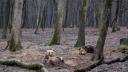 Prognoza meteo facuta de ursii de la Zoo Targu Mures. Cei opt ursi bruni au iesit din barlog dupa hibernare