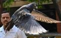 India a eliberat un porumbel arestat de 8 luni pentru spionaj. Ce transporta inaripata cand a fost retinuta
