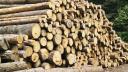 Noul Cod Silvic 2024: Pedepse mai aspre pentru hotii de lemne care vor putea fi prinsi. Le vor fi confiscate si masinile