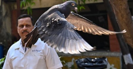 Un porumbel a fost retinut vreme de 8 luni in India. Acuzatia incredibila pe care i-au adus-o autoritatile