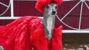 Tika ogarul, cainele haute-couture cu garderoba de 20.000 de dolari