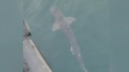 Imagini inedite cu un rechin, surprins la suprafata apei in Portul Constanta. Biolog: Prezenta lui imbogateste Marea Neagra
