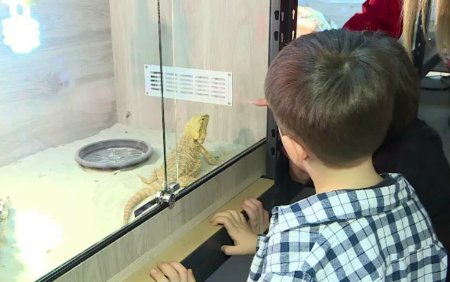 Iesenii au luat cu asalt o expozitie de reptile si tarantule. Cei mai incantati au fost copiii: <span style='background:#EDF514'>SARPE</span>le e foarte urias!