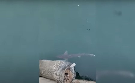 Un rechin a fost vazut in zona Portului Constanta. Biolog: Este inofensiv. Nu trebuie sa ne ingrijoram