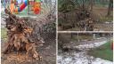 Un copac putred s-a prabusit peste un loc de joaca, in <span style='background:#EDF514'>PARCUL BORDEI</span> din Bucuresti