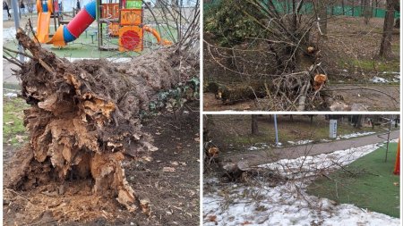 Un copac putred s-a prabusit peste un loc de joaca, in parcul <span style='background:#EDF514'>BORDEI</span> din Bucuresti
