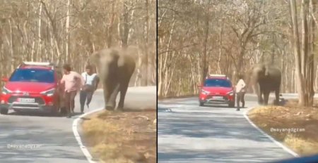 Un turist care a vrut sa faca un selfie cu un elefant, intr-un parc national din India, la un pas sa fie calcat in picioare | VIDEO