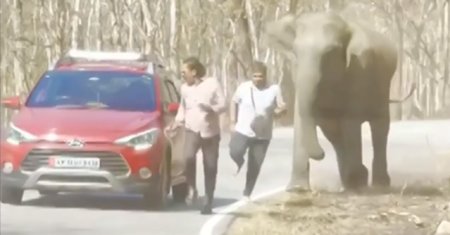 Doi turisti s-au oprit sa-si faca selfie cu un elefant. Animal ii alearga si este la cativa centimetri sa-l striveasca la pamant pe unul dintre ei