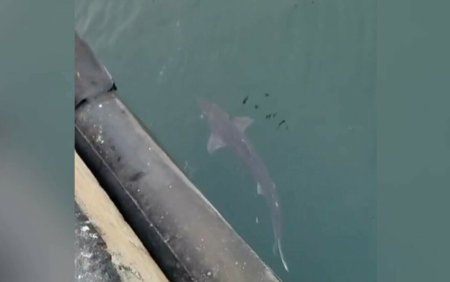 S-au inmultit rechinii in Marea Neagra. Un exemplar a fost observat recent in Portul Constanta. Ce spun biologii