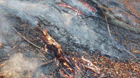 Incendiu puternic in Vrancea. 40 de hectare de vegetatie, cuprinse de flacari