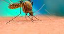 Malaria se transmite usor, printr-o <span style='background:#EDF514'>INTEPAT</span>ura! Care sunt simptomele si cum sa eviti sa te imbolnavesti