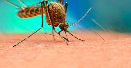 Malaria se transmite usor, printr-o intepatura! Care sunt simptomele si cum sa eviti sa te imbolnavesti