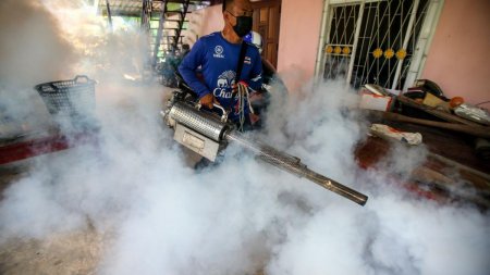 Febra dengue baga Brazilia in stare de urgenta. Boala este transmisa de tantari