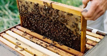 Apicultorii pot primi un ajutor de 25 de lei per familia de albine in 2024