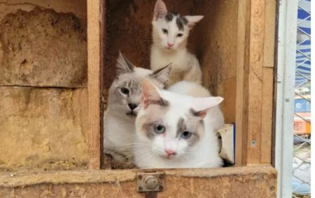 Peste 100 de pisici au fost gasite moarte intr-un <span style='background:#EDF514'>CONGELATOR</span>. Explicatia naucitoare a stapanului casei groazei