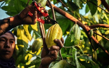 Preturi record la cacao din cauza fenomenului <span style='background:#EDF514'>EL NINO</span> care afecteaza culturile din Vestul Africii