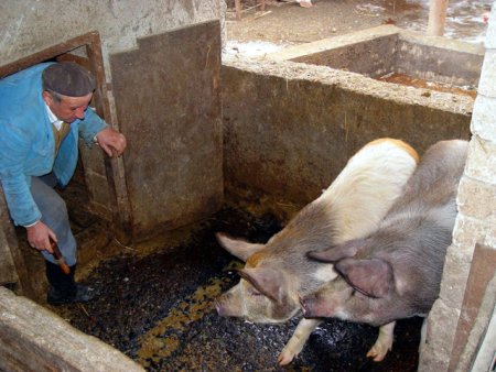 Schema de sprijin de 56 de milioane de euro pentru crescatorii de pasari si porci din Romania