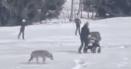 Un lup a fost filmat urmarind o mama cu copilul in carucior, in Italia VIDEO