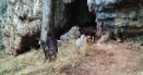 Imagini rare cu caprele negre din Muntii Sureanu. Au fost surprinse in ritualul imperecherii VIDEO