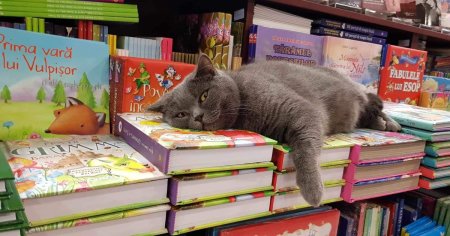 Povestea Nasucai, cea mai culta pisica din Constanta: este bibliotecara unei librarii si prefera cartile de copii