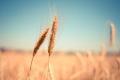 Reuters: Polonia va efectua controale de calitate la toate livrarile de cereale din Ucraina