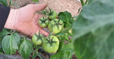 Vesti despre banii din programul Tomata. Sute de fermieri au plantat din decembrie. Vom avea rosii de Paste