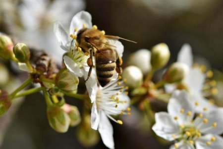 Poluarea ameninta polenizarea