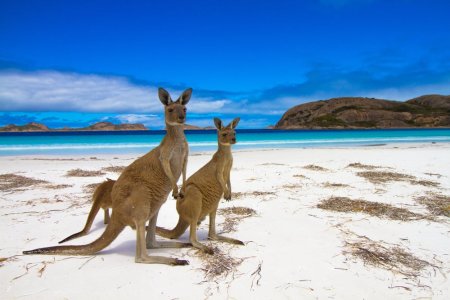 Curiozitati despre Australia – Lucruri interesante si mai putin stiute despre Tara <span style='background:#EDF514'>CANGUR</span>ilor