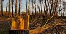 Pe<span style='background:#EDF514'>RCHEZITII</span> la hotii de lemne din Lunca Muresului. Acestia au taiat ilegal copaci dintr-un parc natural
