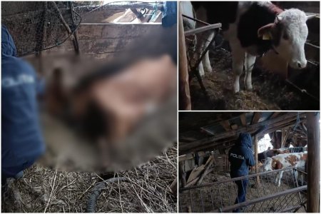 Vaci tinute fara hrana, apa si in conditii infecte, intr-o ferma din Caras-Severin. In adapost au fost gasite si doua bovine moarte