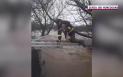 Imagini impresionante. Un catel aflat in pericol sa fie luat de o viitura a fost salvat de pompierii din Hunedoara