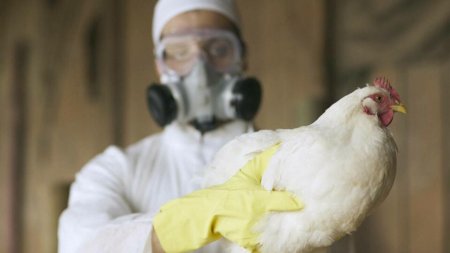 Politia cauta urme umane cu echipamente cumparate de la firma-vedeta a scandalului gripei aviare