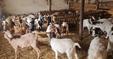 Carnea viitorului: capra cu gust de vaca, noua rasa creata in Dobrogea Are savoarea vacutei fragede, abia astept s-o incerc