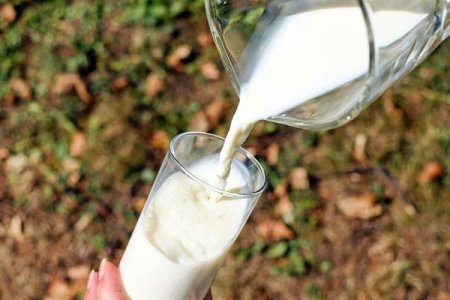 INS: Procesatorii au colectat cu 6,2% mai mult lapte de vaca in 2023