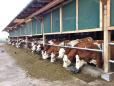 Austria are de sapte ori mai multe vaci raportat la terenul arabil si mizeaza pe rasele de carne scumpa, nu pe cele de lapte ieftin precum Romania