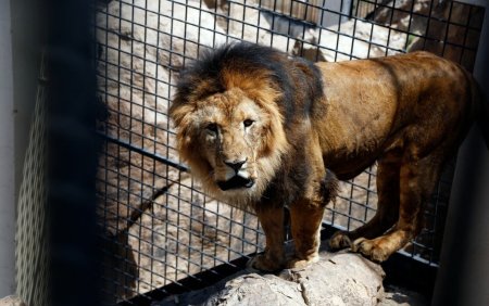 A sarit si a cazut in fata leilor. Un barbat a fost ucis de un leu, dupa ce a intrat in incinta lui pentru a-si face selfie