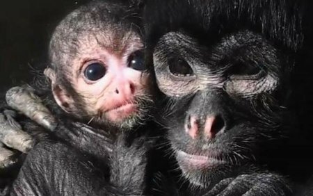 Cum arata maimuta <span style='background:#EDF514'>PAIANJEN</span>. Mai mult de 80% din populatia acestei specii a disparut in ultimii 50 de ani