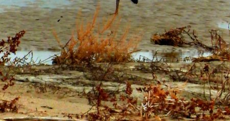 Apa si pasarile salbatice revin in desertul ramas dupa secarea unui lac de campie. Amara da semne de vindecare FOTO