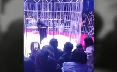 Momente de panica intr-un circ din China, dupa ce un urs a fost la un pas sa iasa din cusca | VIDEO