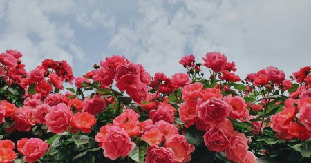 Test de cultura generala: Sa nu uitam nicicand sa iubim trandafirii