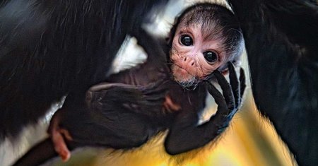 Cum arata puiul de maimuta <span style='background:#EDF514'>PAIANJEN</span>! S-a nascut la o Gradina Zoologica din Anglia, iar specia este pe cale de disparitie. VIDEO