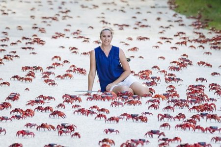 Vremea neobisnuit de secetoasa influenteaza migratia crabilor rosii