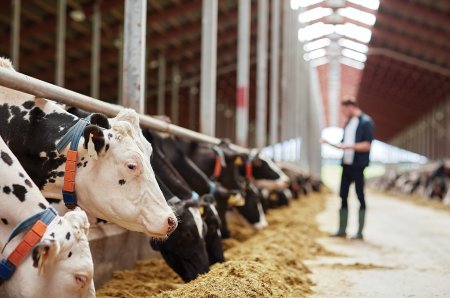 ZF Agropower. Crescatorii de vaci de lapte: Romania trebuie sa creasca subventiile si sa aiba o strategie pentru acest sector. Exista pericolul ca fermele romanesti sa piarda <span style='background:#EDF514'>CONTRACTE</span> din cauza preturilor mai mici la lapte din Ungaria si Polonia