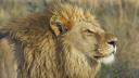 Leul unei gradini zoologice din Nigeria l-a omorat pe omul care l-a ingrijit toata viata