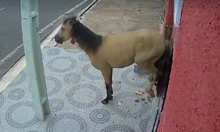 Cred ca avea dureri de dinti!. Un cal a spart usa unui cabinet stomatologic din <span style='background:#EDF514'>BRAZIL</span>ia | VIDEO