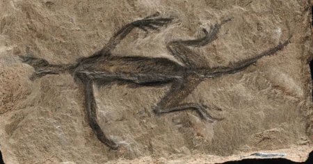 O fosila faimoasa, expusa intr-un muzeu celebru din Europa, s-a dovedit a fi un fals
