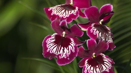 Regula de 10 zile pentru inflorirea orhideelor