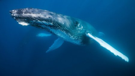 Secretul <span style='background:#EDF514'>CANTECUL</span>ui balenelor, descoperit de cercetatori in laringele lor | Concluziile celui mai recent studiu