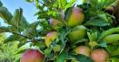 Iarna blanda, pericol pentru productia de mere. De ce se tem cel mai tare producatorii din Voinesti